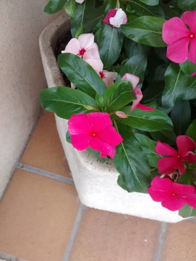 Catharanthus roseus