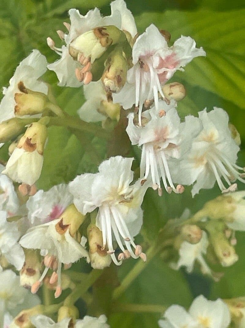 Aesculus hippocastanum