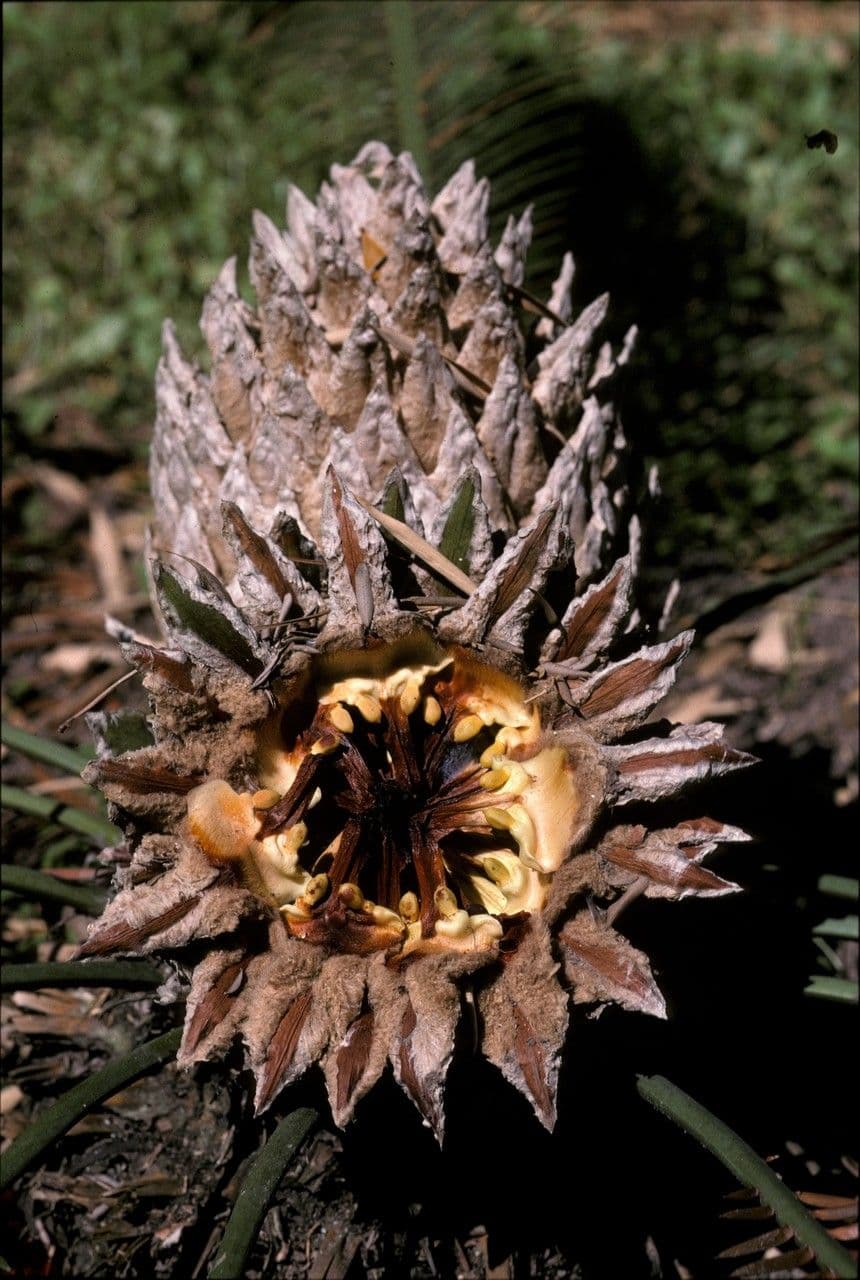 Dioon edule