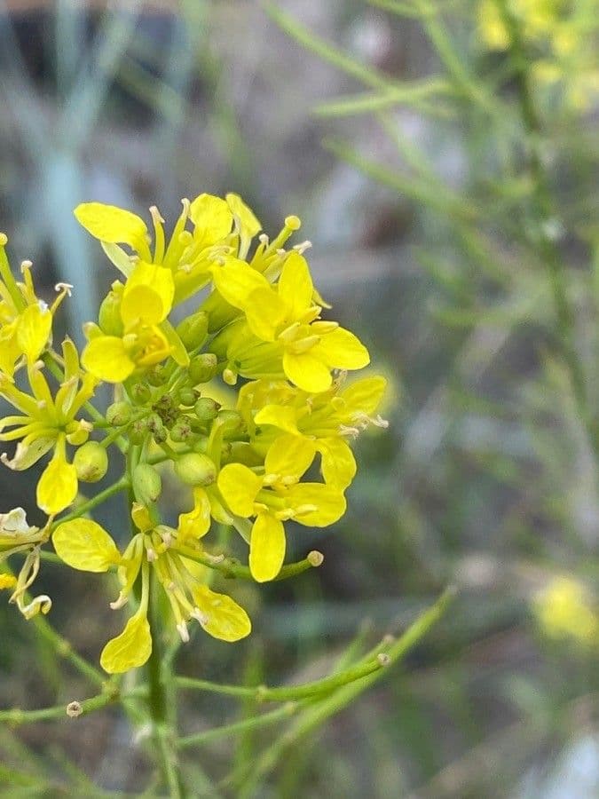 Erucastrum nasturtiifolium