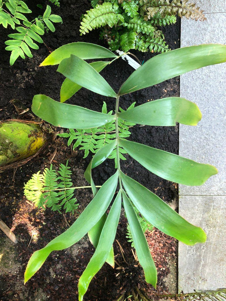 Zamia lacandona