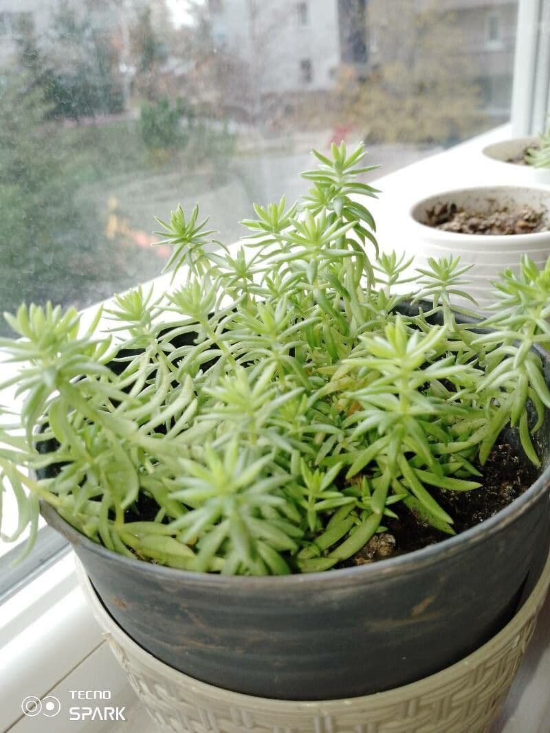 Sedum mexicanum