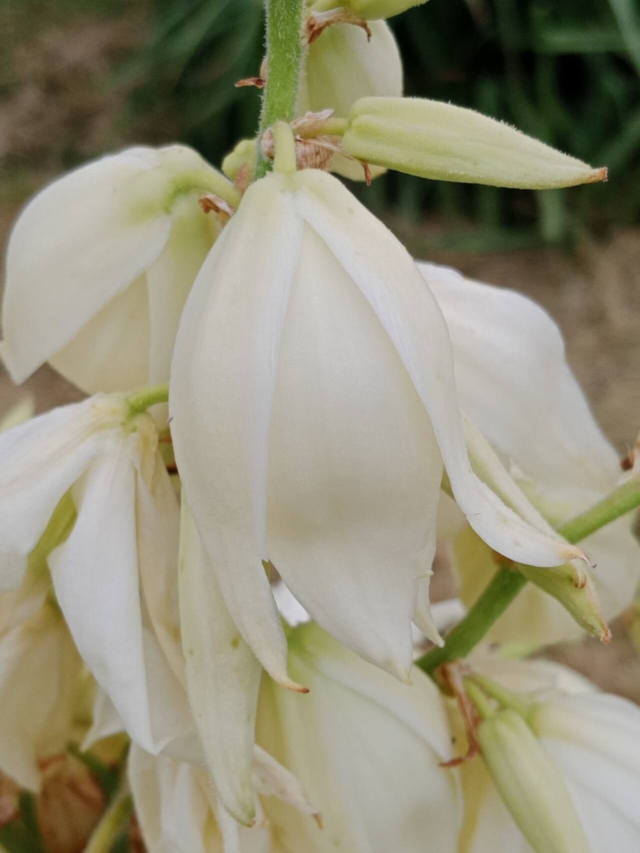 Yucca filamentosa