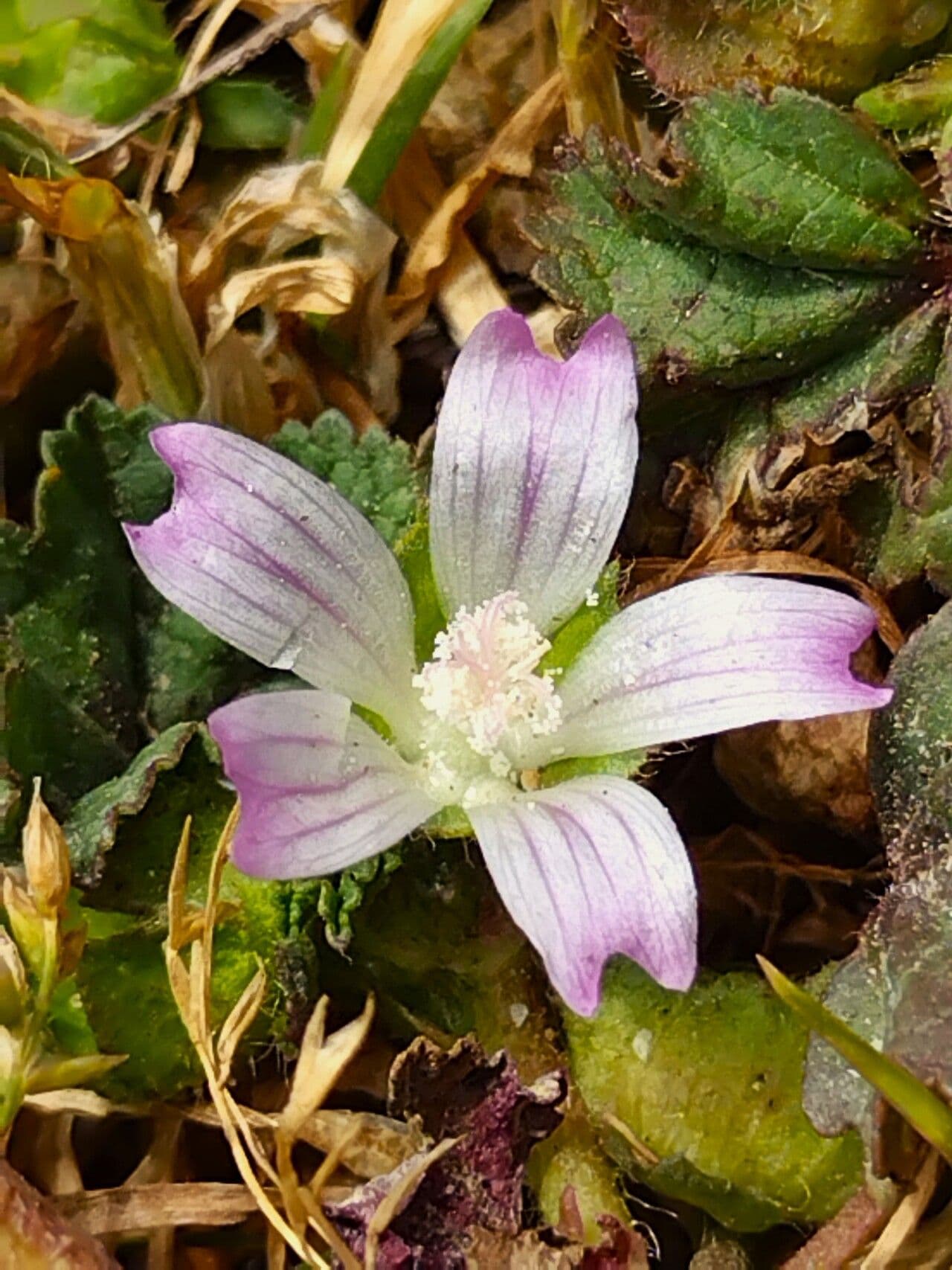 Malva nicaeensis