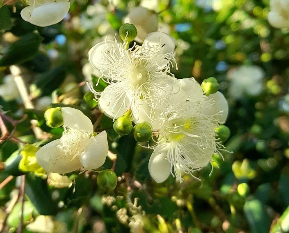 Luma apiculata