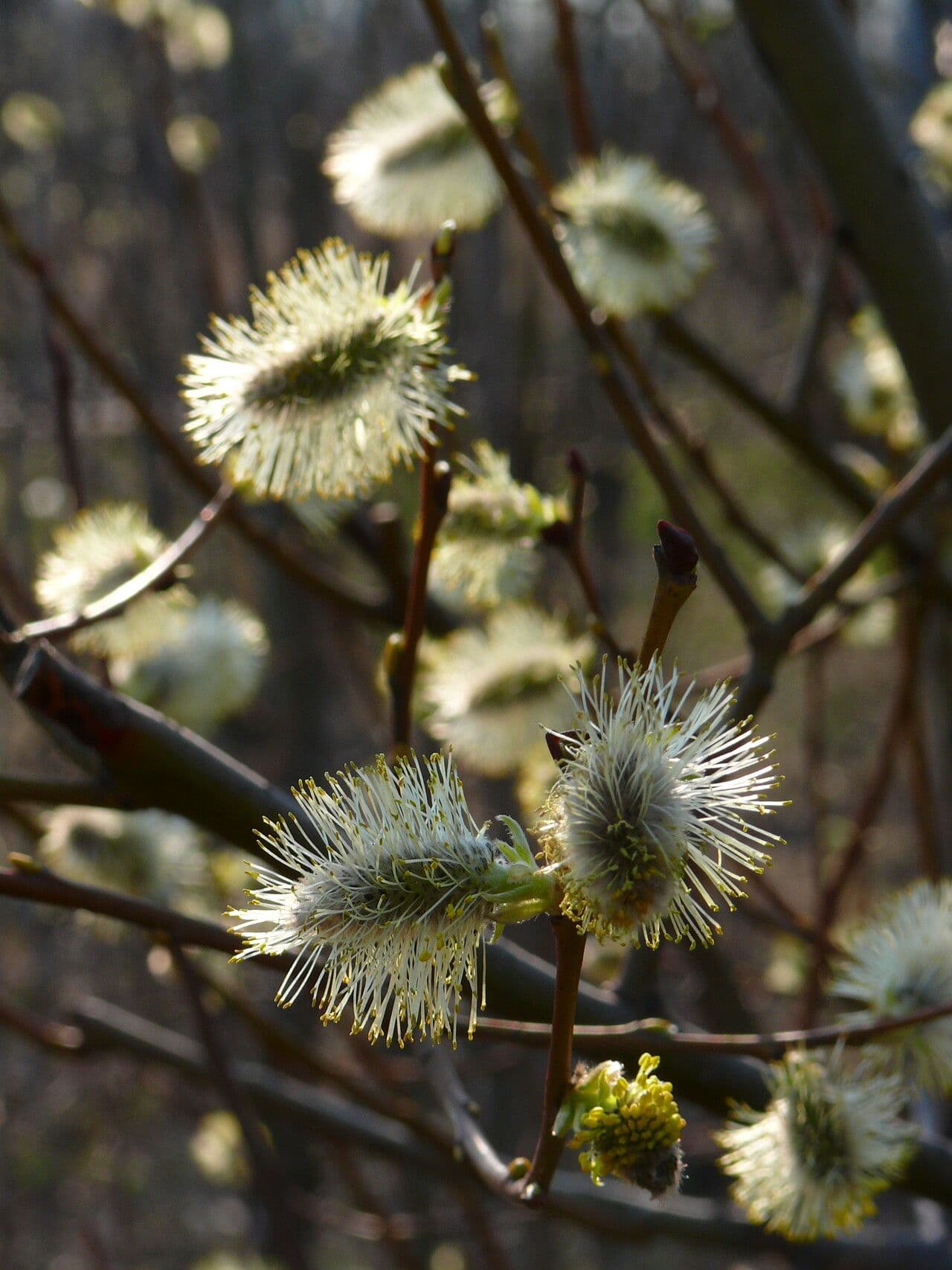 Salix myrsinifolia