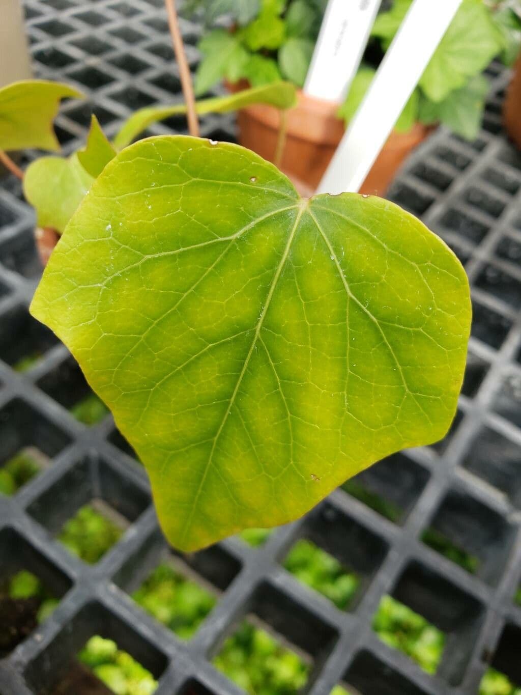 Hedera algeriensis