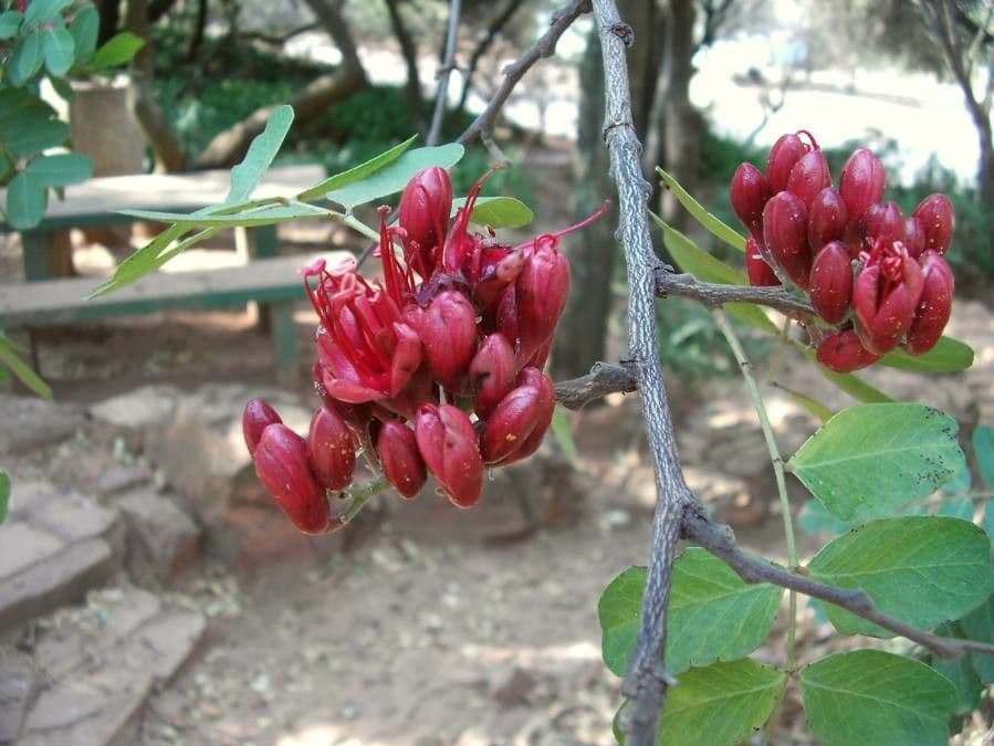 Schotia brachypetala