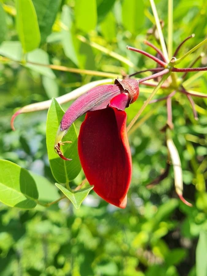 Erythrina crista-galli