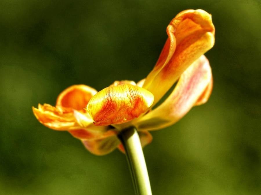 Lilium parvum