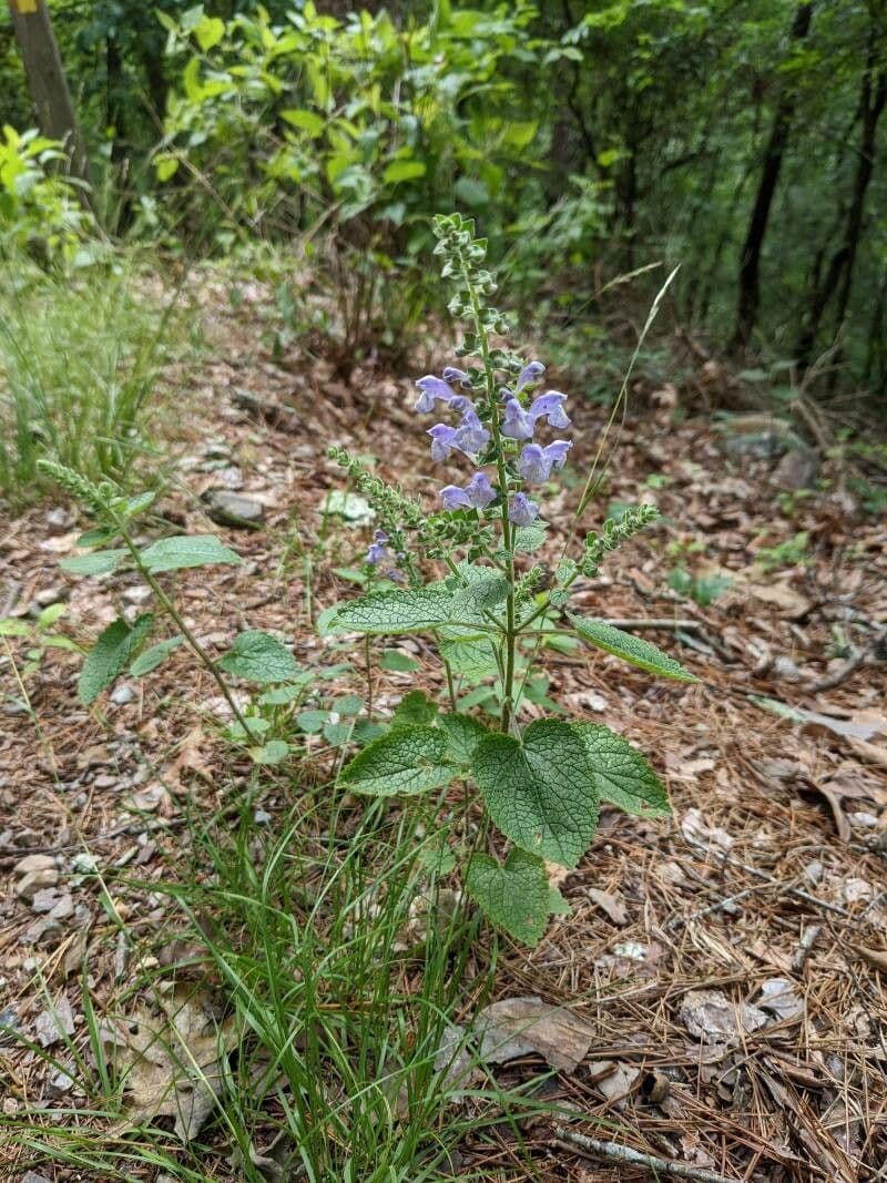Scutellaria ovata
