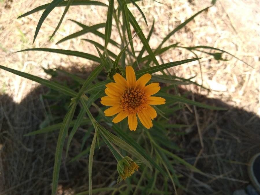 Wyethia angustifolia