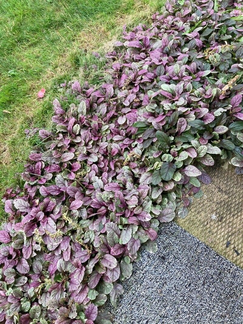 Strobilanthes alternata