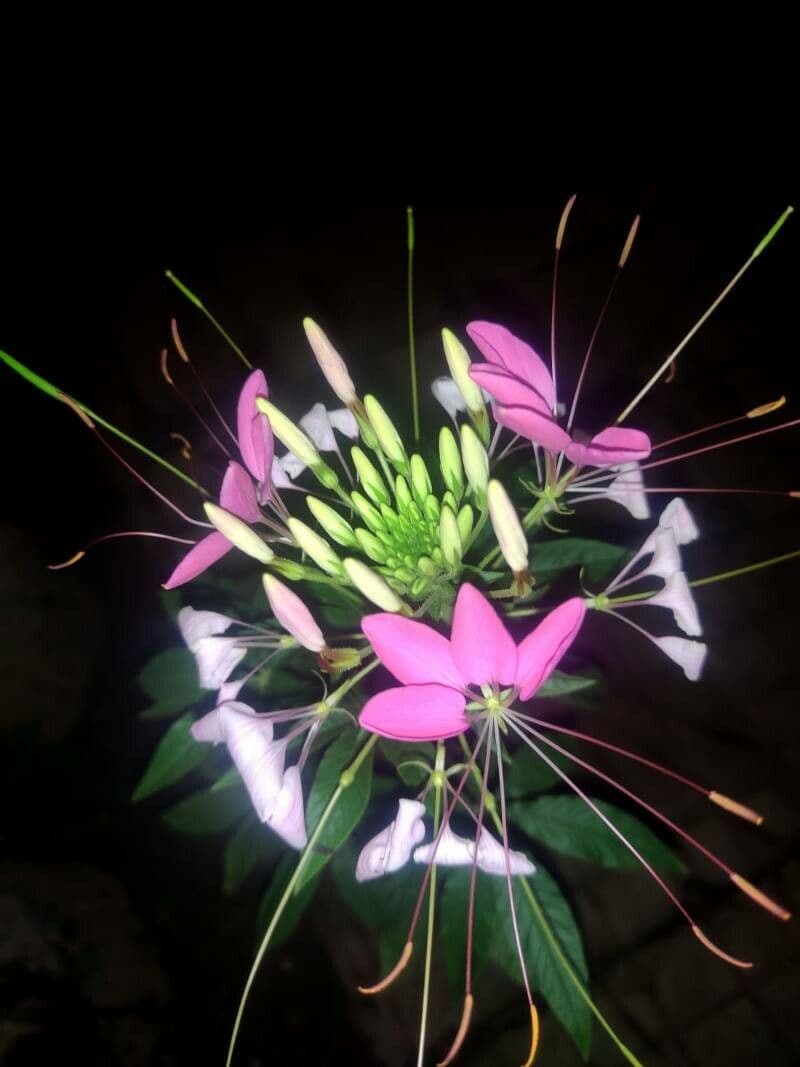 Cleome spinosa