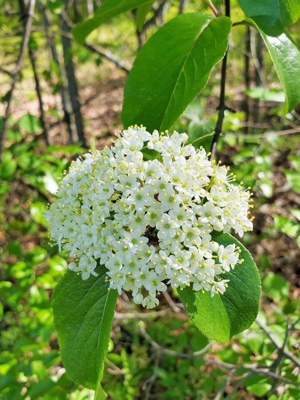 Viburnum rufidulum