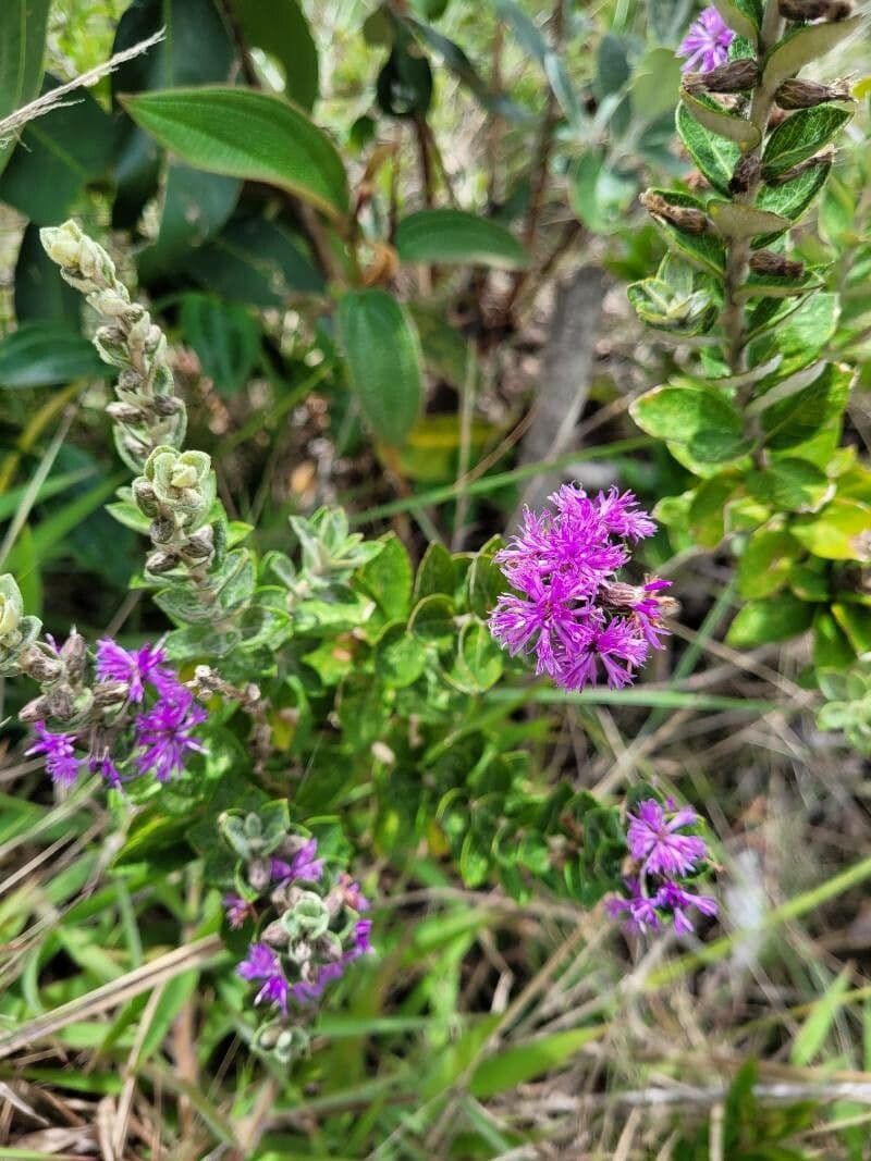 Vernonia baldwinii