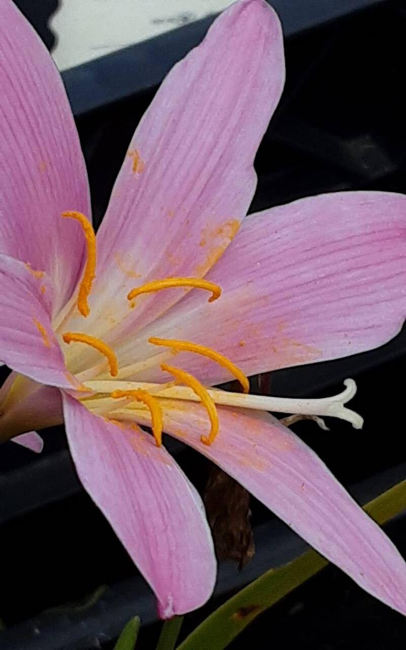 Zephyranthes carinata