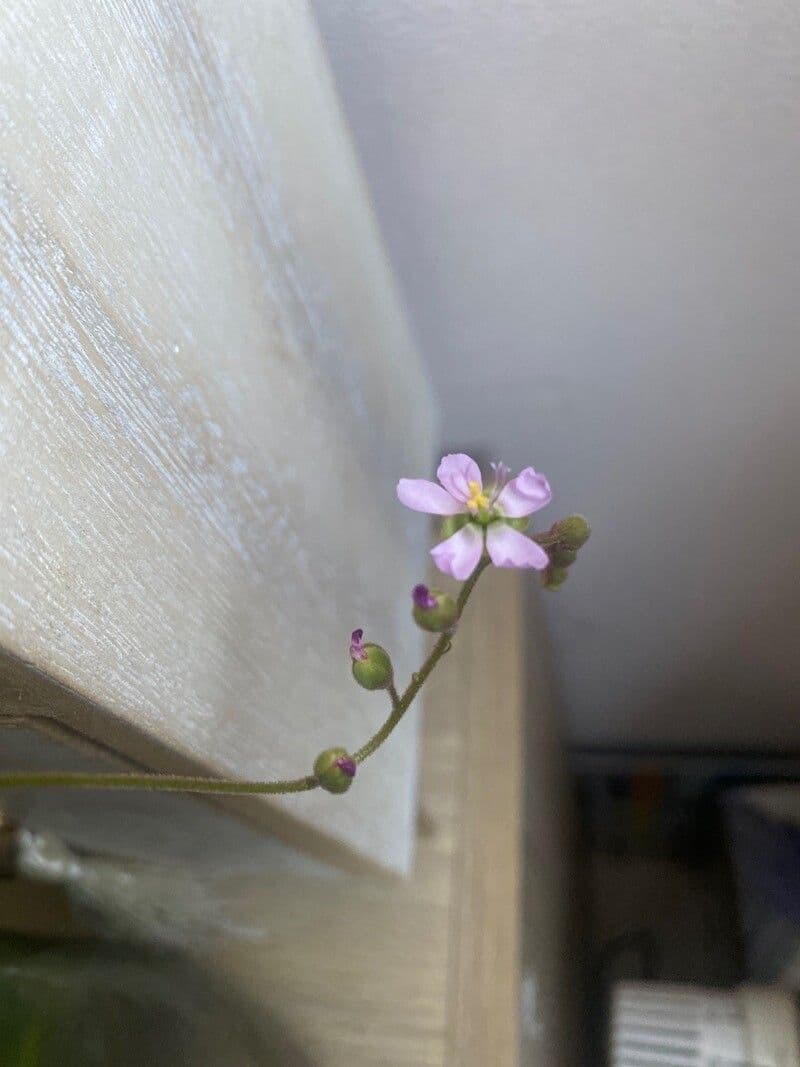 Drosera aliciae