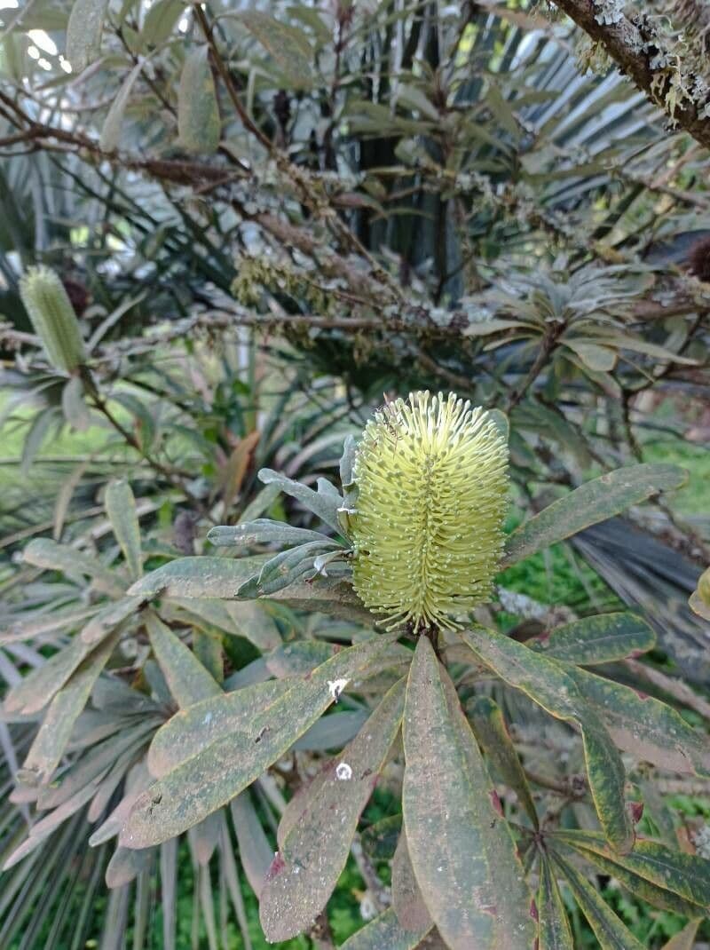 Banksia integrifolia