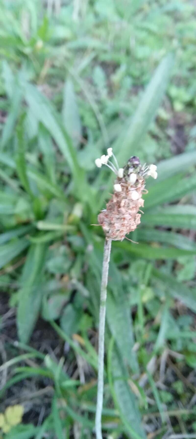 Plantago lanceolata