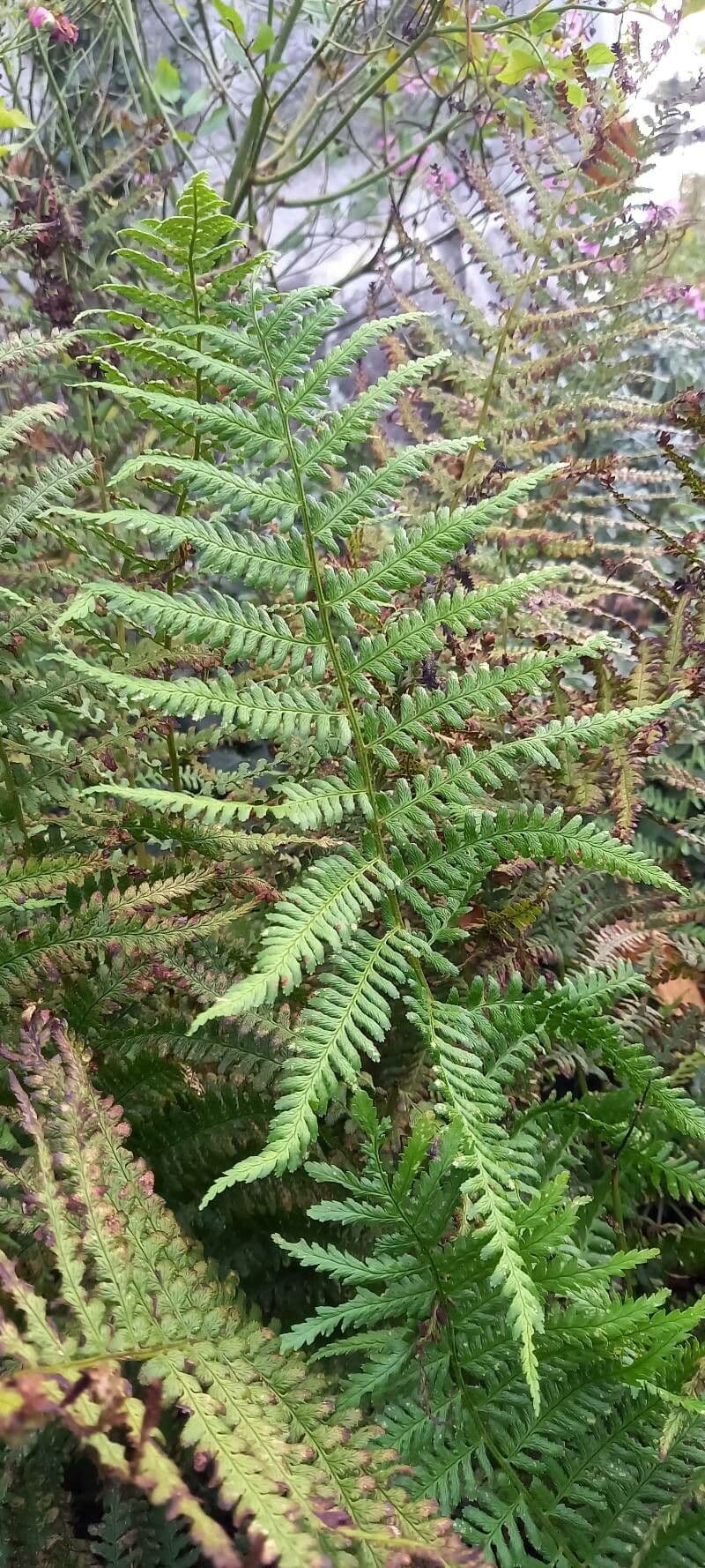 Dryopteris filix-mas