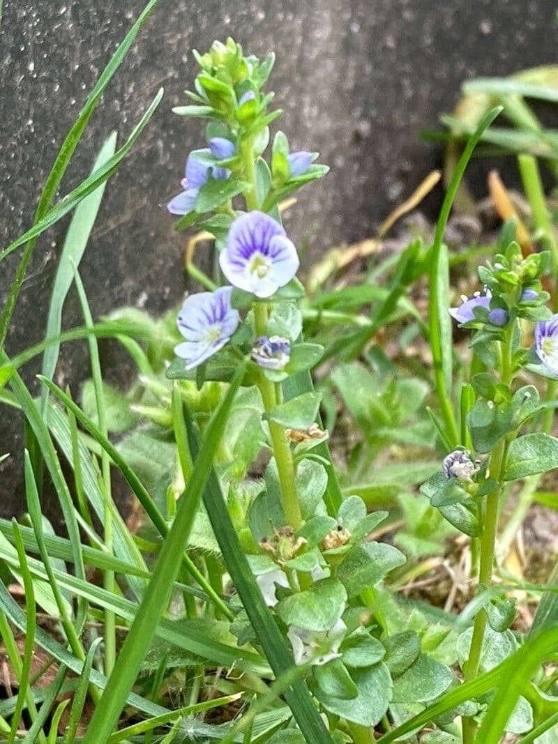 Veronica verna