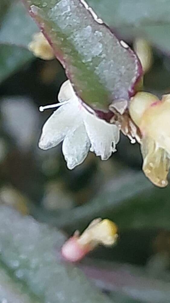 Rhipsalis elliptica