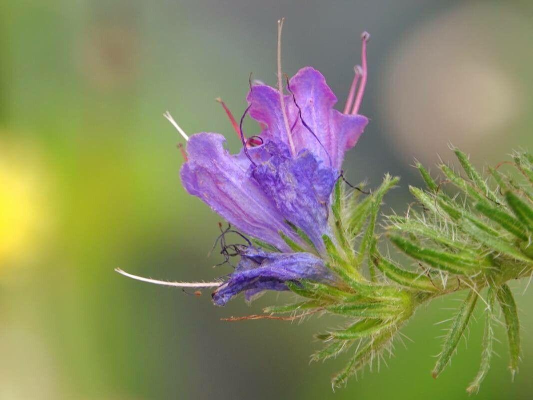 Echium vulgare