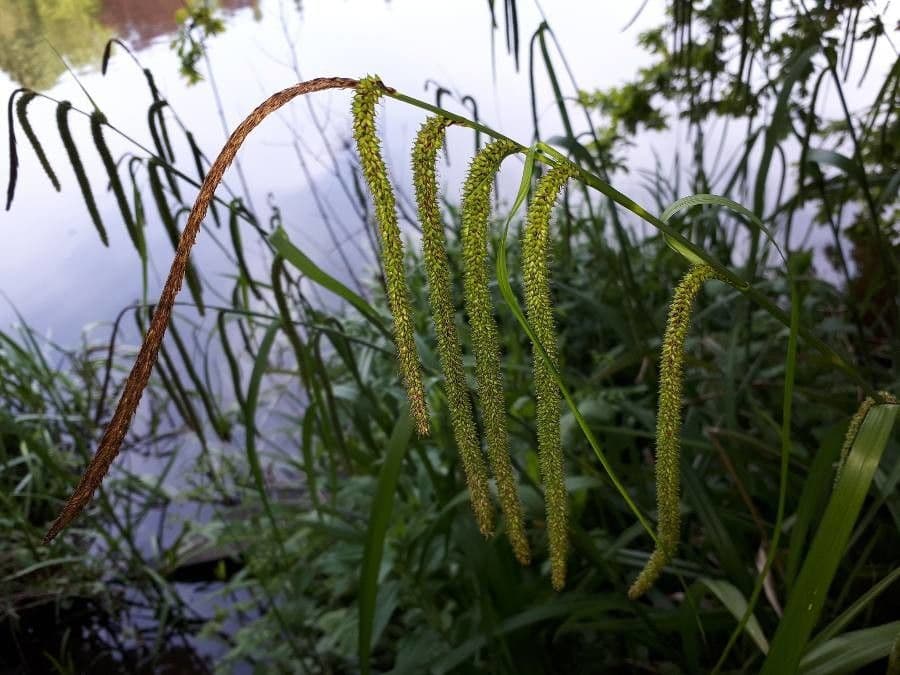 Carex pendula