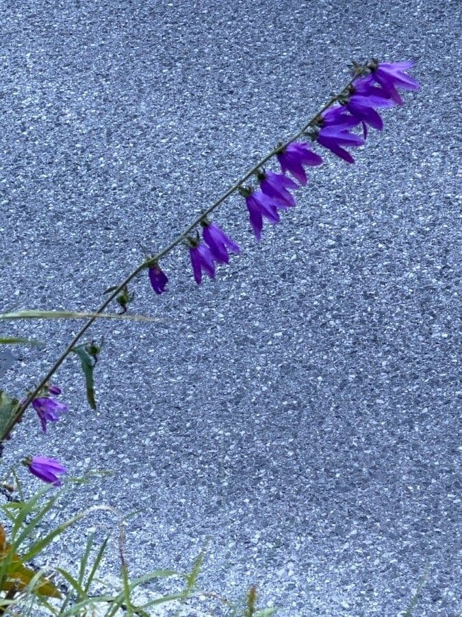 Campanula rapunculoides