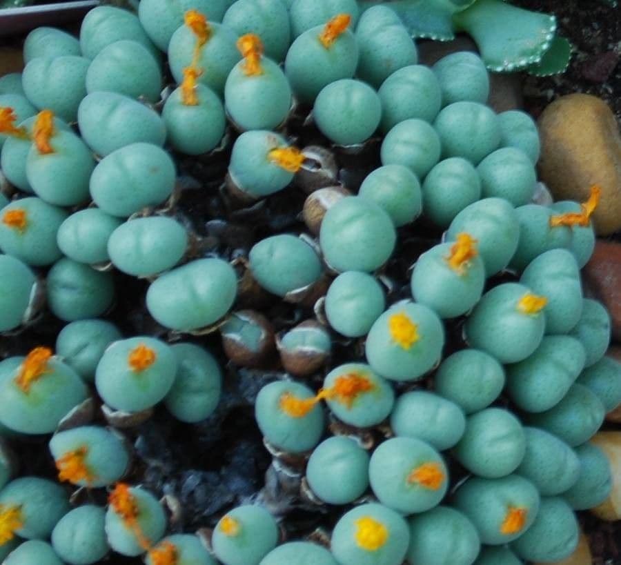 Conophytum hians