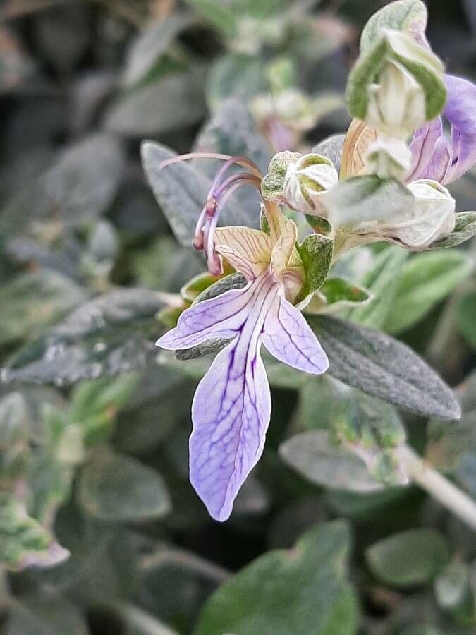 Teucrium fruticans