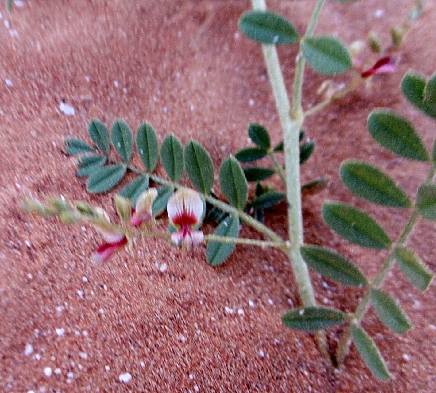 Indigofera spicata