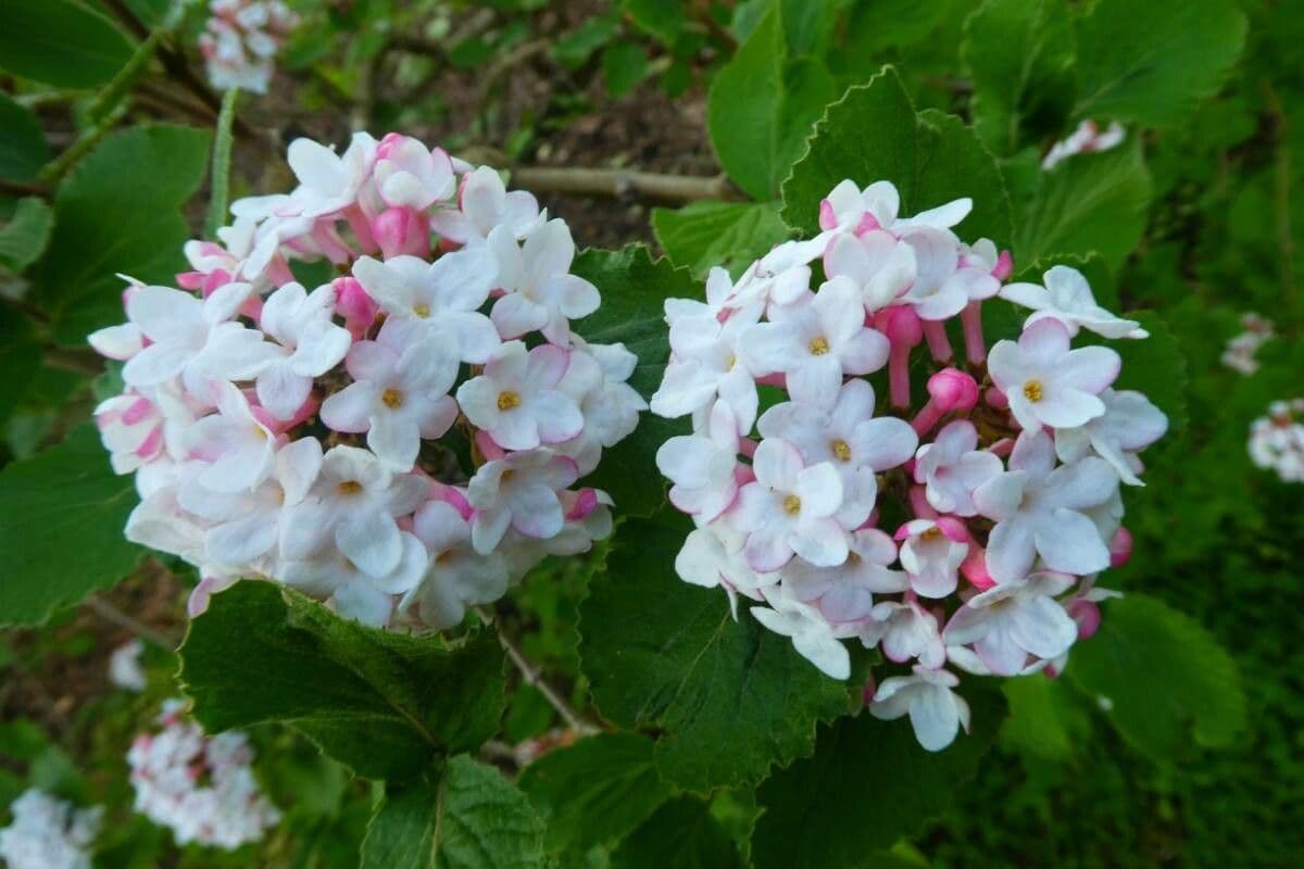 Viburnum carlesii