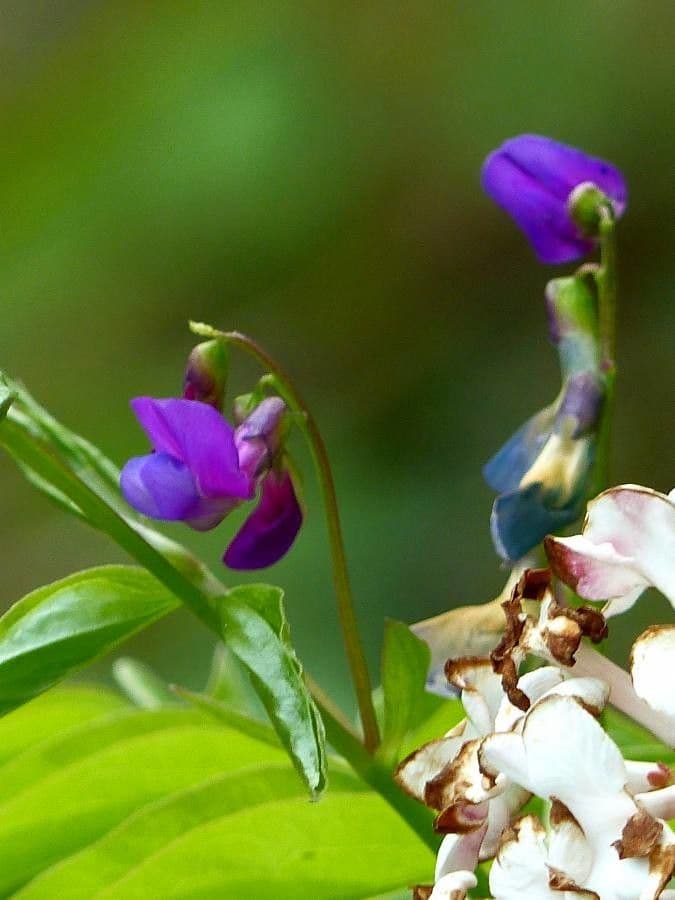 Lathyrus palustris