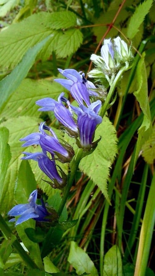 Lobelia siphilitica