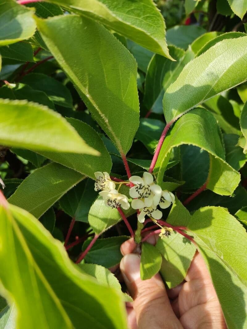 Actinidia arguta