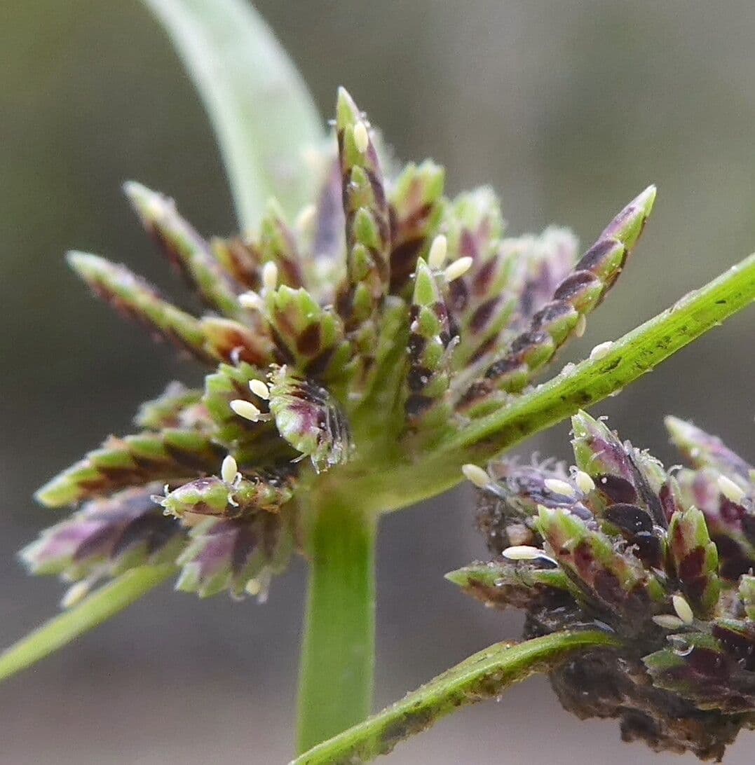 Cyperus fuscus