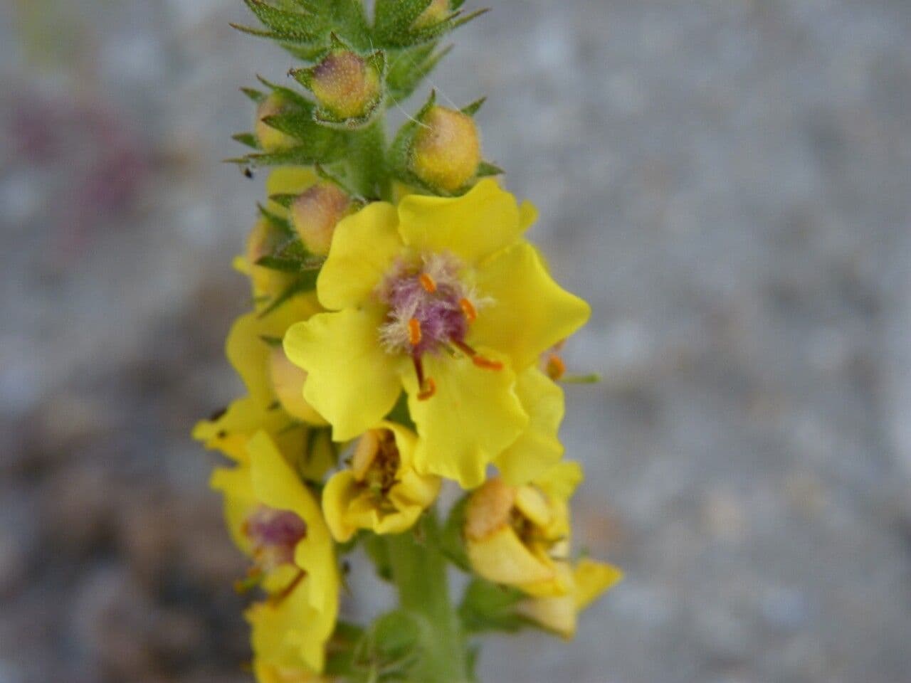 Verbascum nigrum