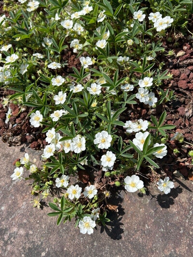 Potentilla alba