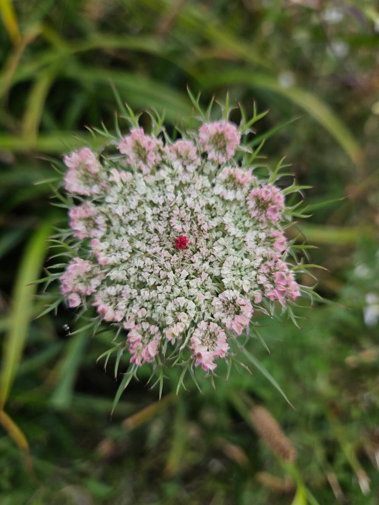 Visnaga daucoides