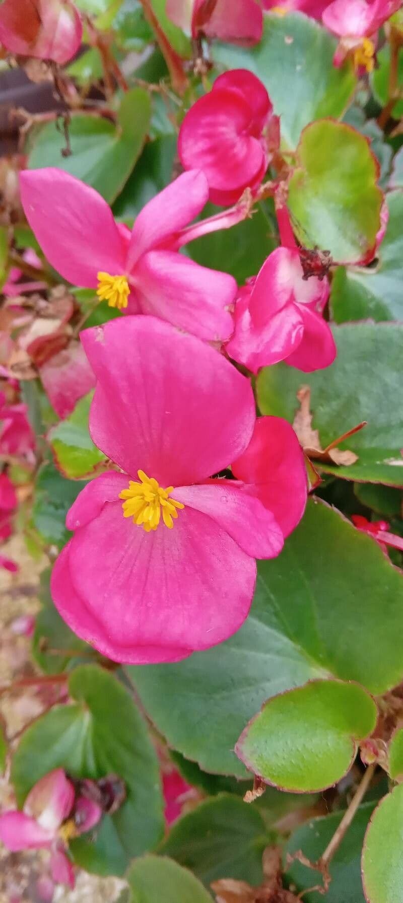 Begonia cucullata