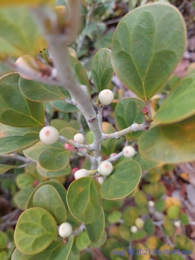 Ficus deltoidea