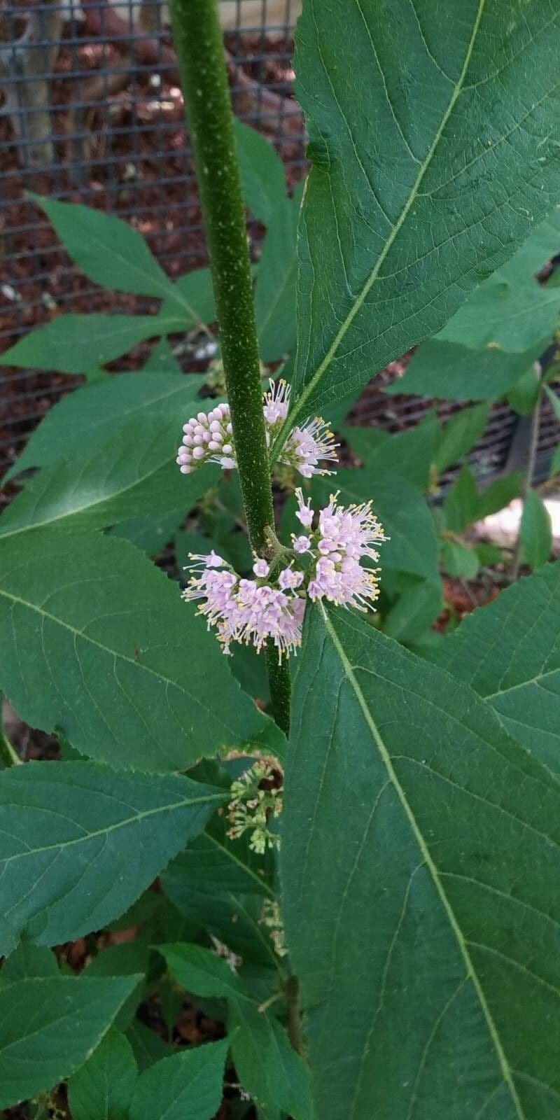 Callicarpa americana