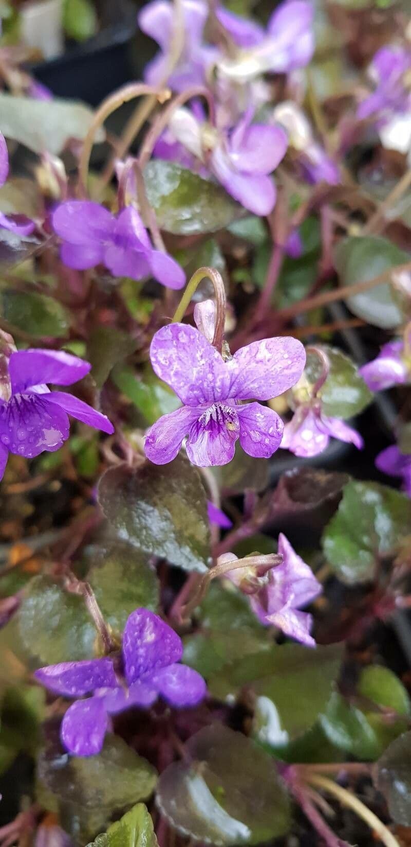 Viola labradorica