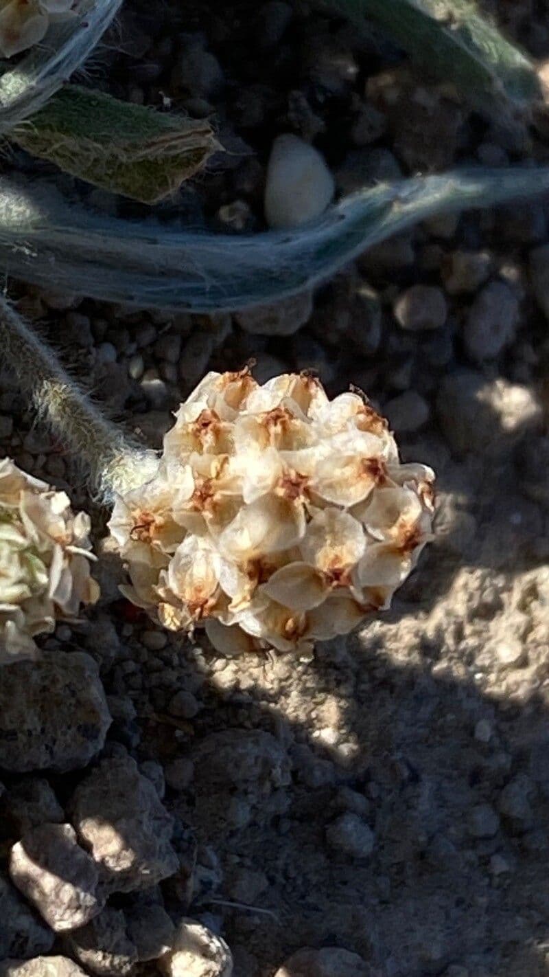 Plantago ovata