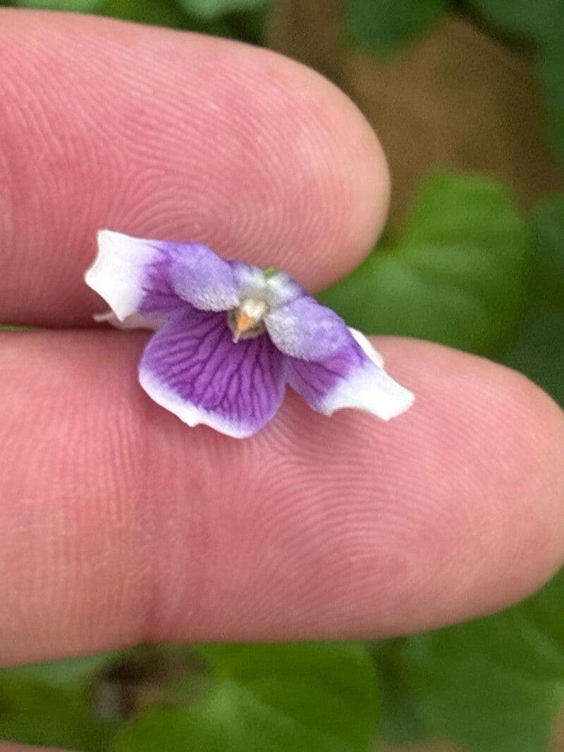 Viola hederacea