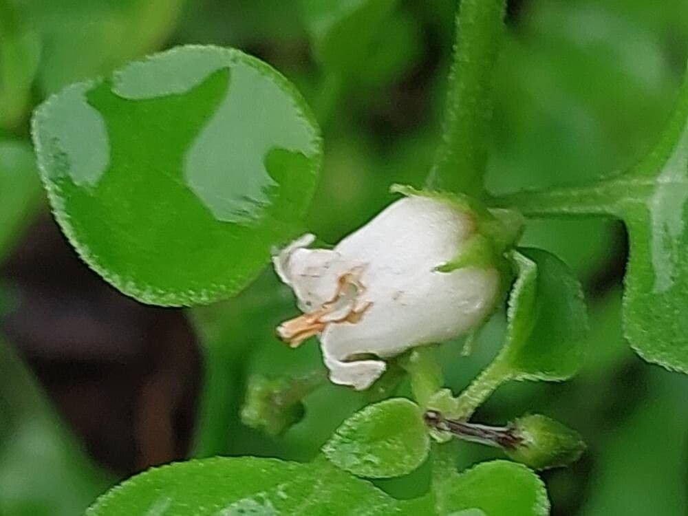 Salpichroa origanifolia
