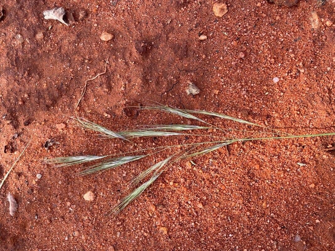 Aristida adscensionis