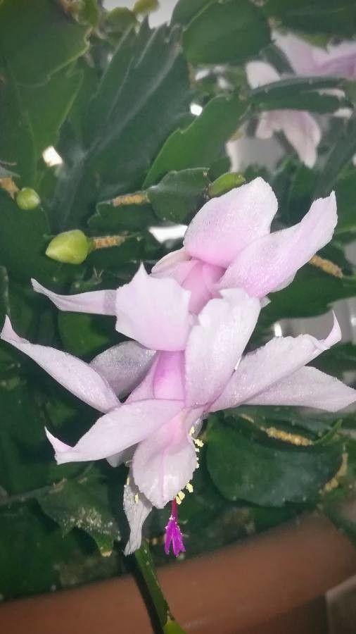 Schlumbergera truncata